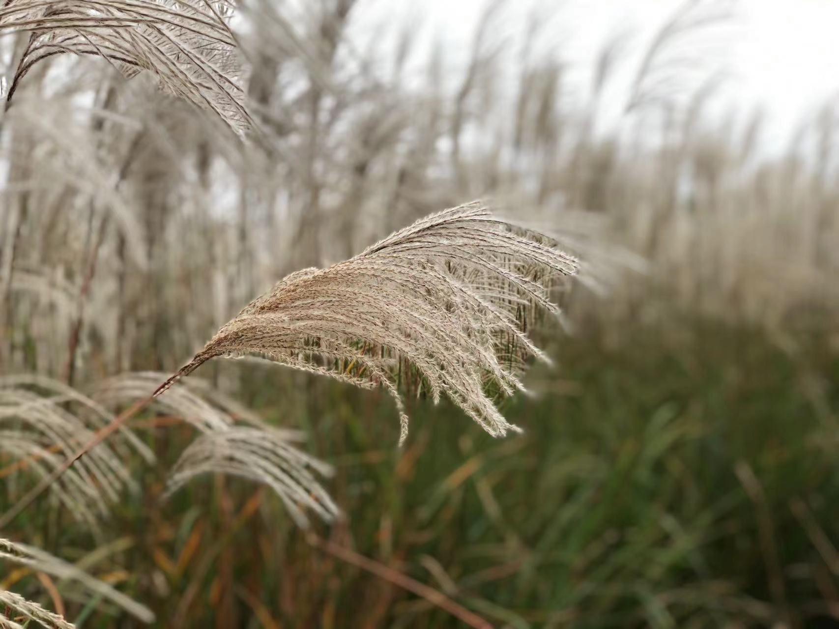 芦苇.jpg