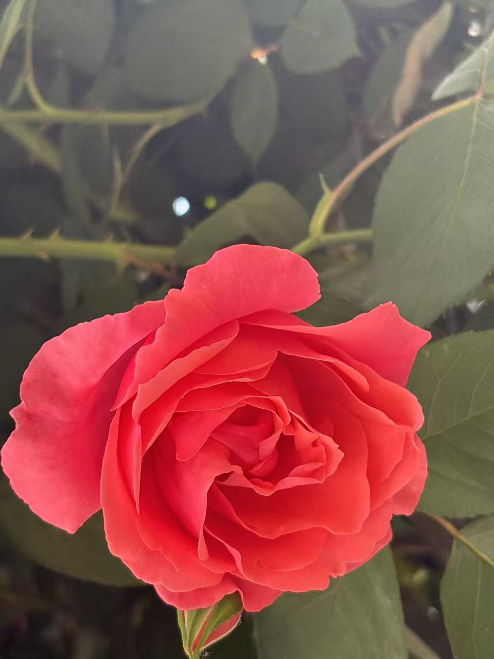 花05.jpg