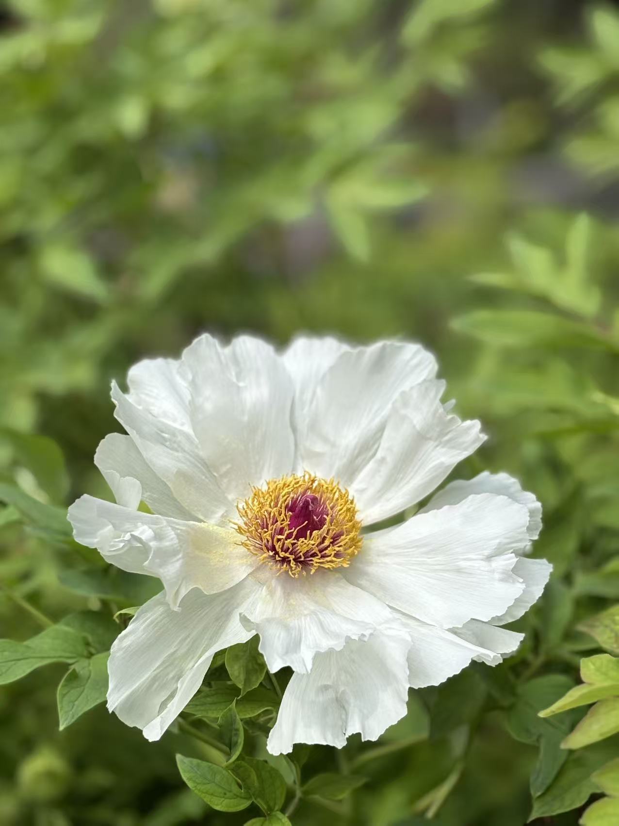 花01.jpg