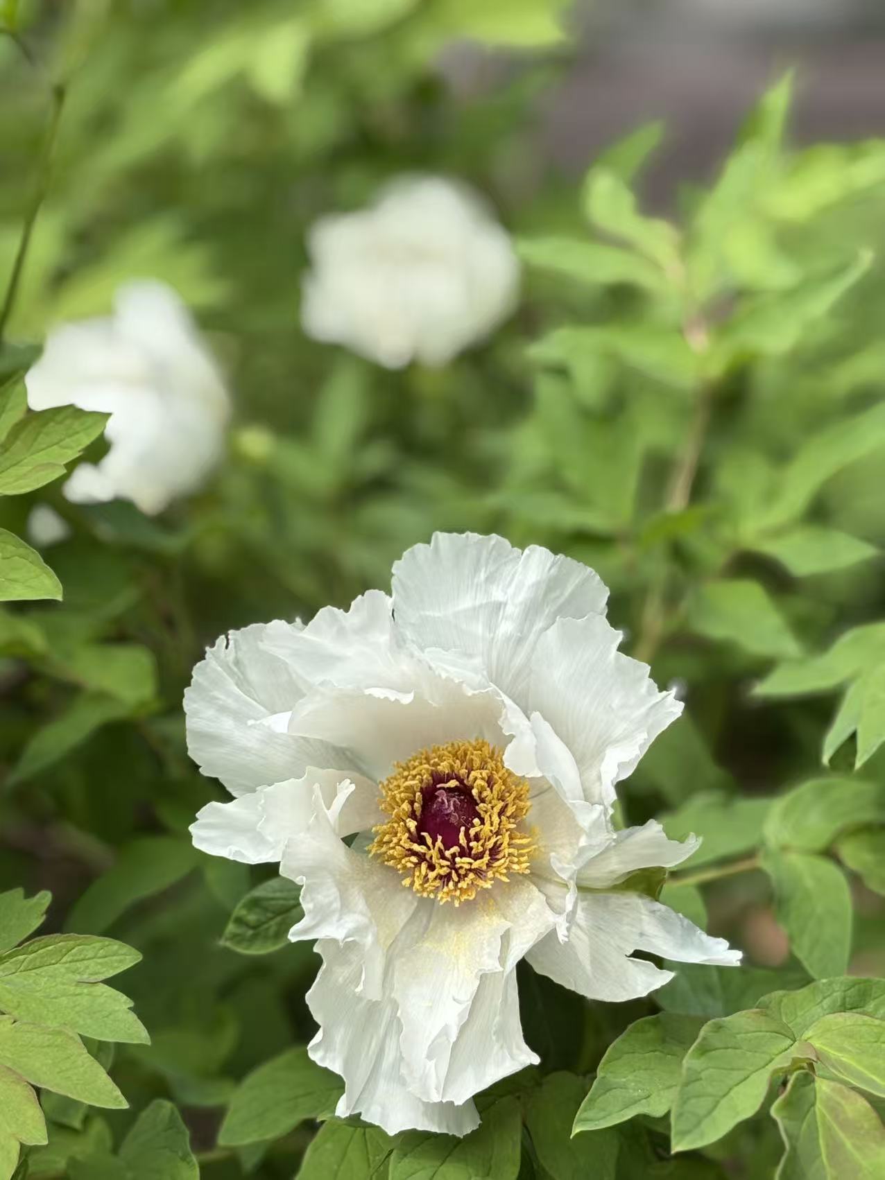 花02.jpg