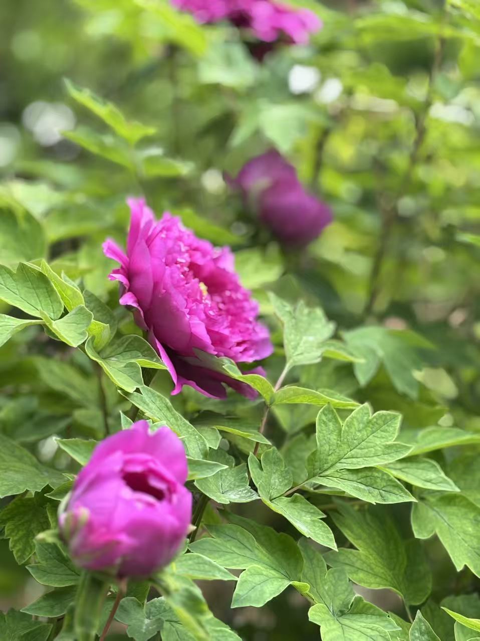 花03.jpg