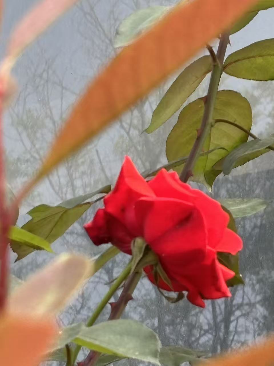 花04.jpg