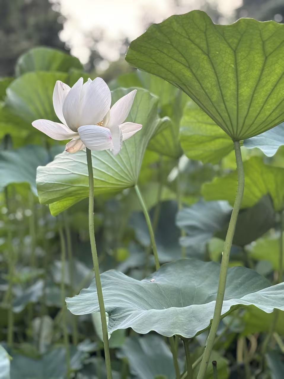 荷花5.jpg 荷花5.jpg