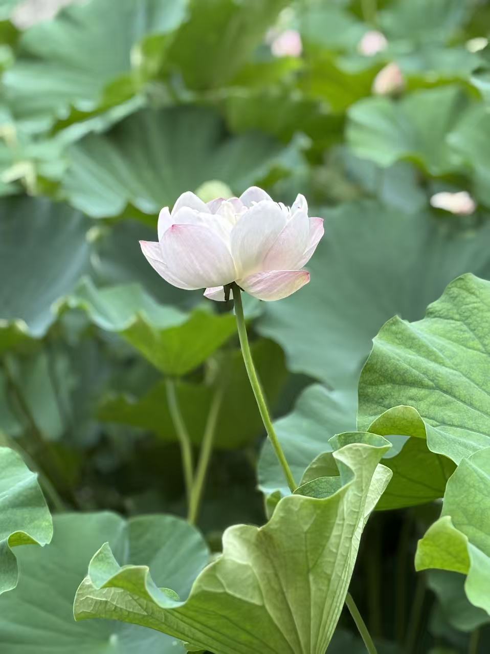 荷花6.jpg