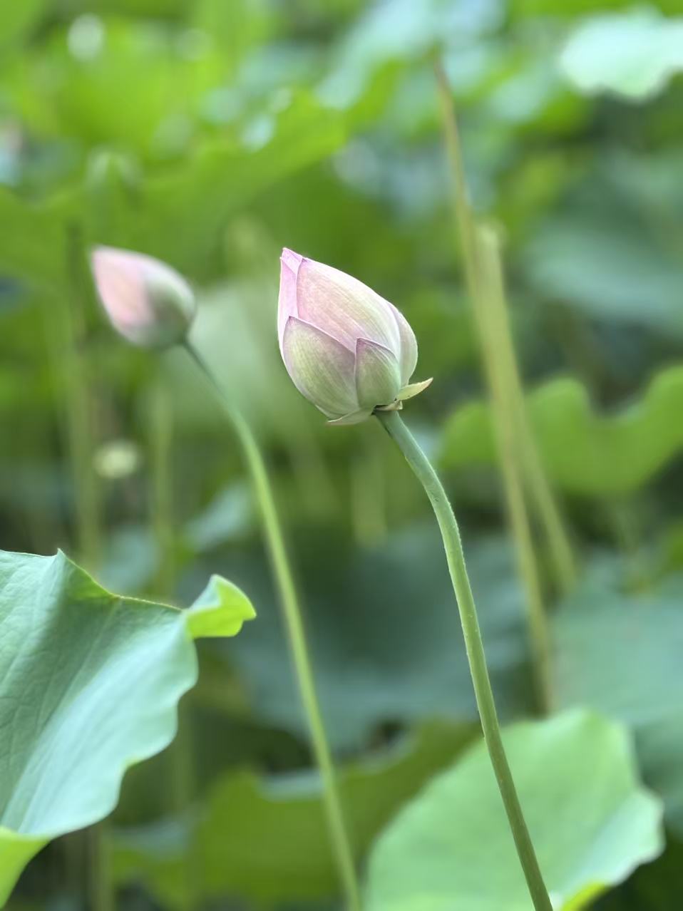 荷花7.jpg